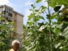 Gradina de la bloc