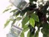 101 milioane de lei pentru împădurirea terenurilor agricole degradate
