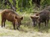 Mistreţii şi căprioarele calcă în picioare culturile oamenilor