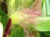 Matasea de porumb, cel mai puternic diuretic natural