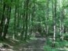 padure Cererea de retrocedare a 2.300 de hectare de padure cu documente false
