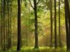 Din cabanele staţiunii montane Straja, dejecţiile sunt deversate în pădure