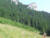 padure Judecătorii Curţii de Apel Cluj se vor pronunţa asupra retrocedarii a peste 166.000 de hectare de pădure