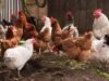 Două treimi din păsările din agricultura românească sunt crescute tradiţional. Are România un atu în agricultura ecologică