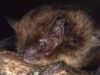 Liliacul Pipistrelle din Insula Crăciunului