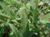 plante Recoltele ecologice constănţene, exportate