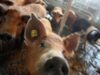 Nu există nicio legătură între agricultura bio şi cea tradiţională