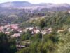Pădurea de castani comestibili de la Tismana, un superlativ naţional