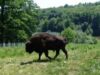 zimbri Cinci zimbri în Parcul Natural Vânători Neamţ