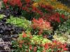 Concurs de fotografie: Biodiversitatea Municipiului Bistrita