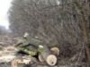 arbori traiati Arbori taiati