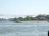 dunare WWF avertizează: Seceta din acest an are efecte asupra speciilor de floră şi faună