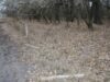 Cea mai nordică pădure exotică, în care se găsesc liane, este lăsată de izbelişte
