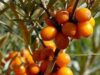 1acatina Catina (Hippophae rhamnoides) este este un miracol al naturii