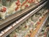 Investiţii de 200 milioane de euro pentru modernizarea cuştilor pentru găini în conformitate cu legislaţia Uniunii Europene