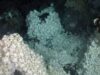 Cercetătorii au descoperit noi specii de crabi şi un ecosistem inedit în urma unor cercetători la mare adâncime