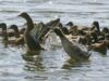 Păsările şi fluturii din Europa se adaptează la încălzirea climatică migrând spre nord