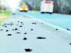 Pasarile s-au izbit de asfalt, masini si acoperisurile caselor