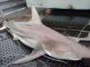 Zoologii au descoperit o nouă specie de rechini care nu a mai fost văzută de nimeni până acum.
