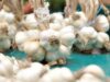 Usturoiul, cel mai puternic antibiotic natural