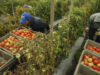 agricultura bio