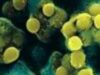 bacterie Apele Antarcticii gazduiesc o superbacterie, care rezista la orice antibiotic