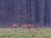 caprioare-thomas-dan Numărul total al căprioarelor găsite moarte în judeţul Arad a ajuns la 204
