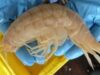 crustaceu Un crustaceu uriaș, cu o lugime de 34 de centimetri a fost descoperit in apele Noii Zeelande