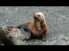 Sute de animale de apă mor anual din cauza obiectelor abandonate sau aruncate de oameni în ape