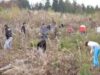 In primăvara lui 2012, Direcţia Silvică Botoşani va efectua împăduriri în valoare de 750.000 lei