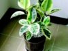 Ficus