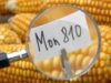 Franţa cere interzicerea cultivării porumbului modificat genetic MON810 în UE