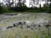 Rezervaţia Naturală Pârâul Peţea, Băile 1 Mai, singurul habitat acvatic termal din România, distrusă de hoţii de apă geotermală