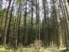 padurea scorovistea Proprietarii privaţi de pădure vor putea aplica în această lună pentru fonduri europene destinate refacerii pădurilor