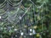O ciudată pânză de păianjen a fost descoperita în mijlocul unor deşeuri nucleare