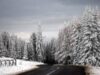 Perdelele forestiere pot fi finantate în cadrul programului "Prima împădurire"
