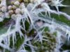 Au reusit sa readuca la viata plante din material genetic inghetat in Siberia timp de circa 30.000 de ani