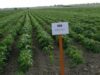 soia Organismele modificate genetic, privite cu reticenţă de români