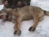 Dosar penal, după ce a împuşcat, fără să aibă autorizaţie, un lup.