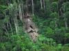 Tribul mascho-piro trăieşte departe de lumea modernă, în adâncimea imensei păduri amazoniene