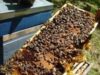 albine Un pesticid utilizat frecvent la nivel mondial este dăunător albinelor şi bondarilor