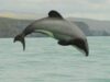 delfin disparitie Cel mai mic şi mai rar delfin din lume, pe cale de dispariţie. Doar 20 de femele ramase.