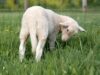 Expoziţie de ovine crescute ecologic, în weekend, la Vurpăr, judetul Sibiu