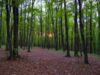 Aproape 2.000 de hectare de pădure nu sunt păzite în judeţul Botosani