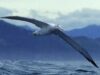 pasari marine In ultimele secole, au disparut 50% din speciile de pasari marine ale planetei