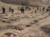 Cărăşenii au la dipoziţie 44 de milioane de euro pentru împădurirea terenurilor agricole