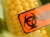 Suprafeţele cultivate cu porumb moficat genetic în România sunt în scădere