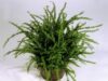 Plante de interior care purifică aerul în mod natural