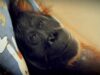 "Green: Death Of The Forest" ("Green: Moartea pădurii") este documentarul despre ultimele zile din viaţa unui urangutan