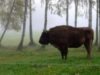zimbri Cinci exemplare de zimbri vor fi lăsate în libertate in padurile din Neamt